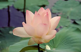 SUNTSE INTERNATIONAL - Consulting STIC - [Conseil en stratgie]