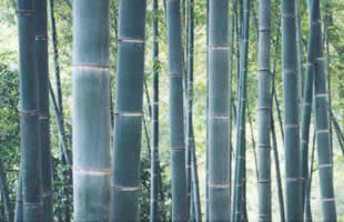 SUNTSE INTERNATIONAL - Consulting STIC - [Conseil en stratgie]